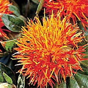 Safflower Extract